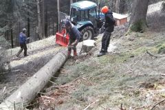 Maibaum_umschneiden01